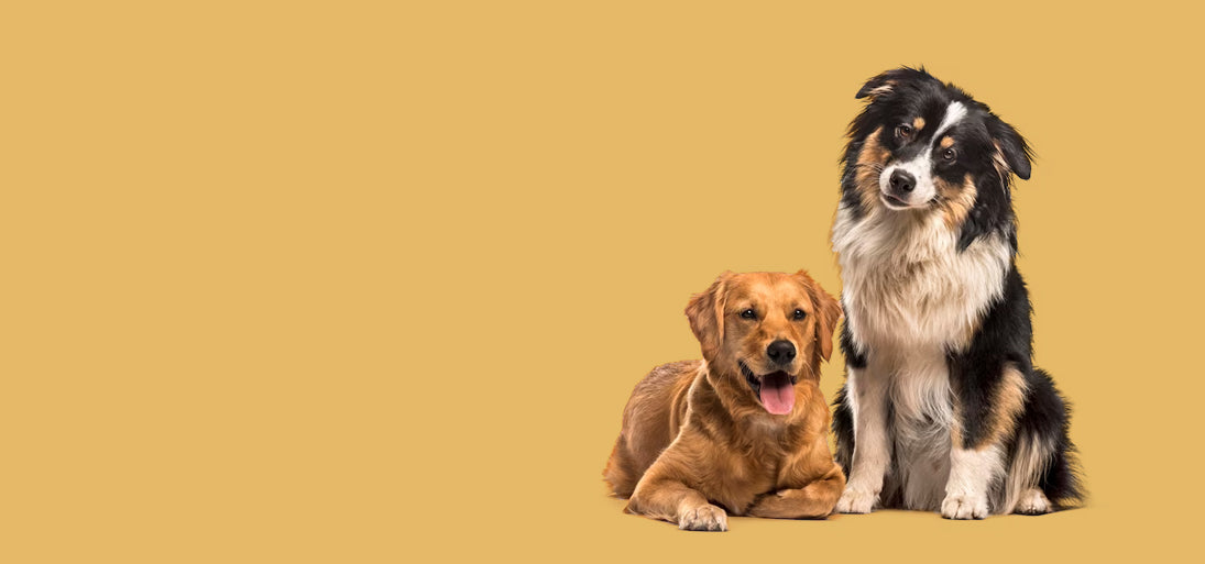 Healthy and happy dog - all natural dog food Healthy and happy dog - all natural dog food