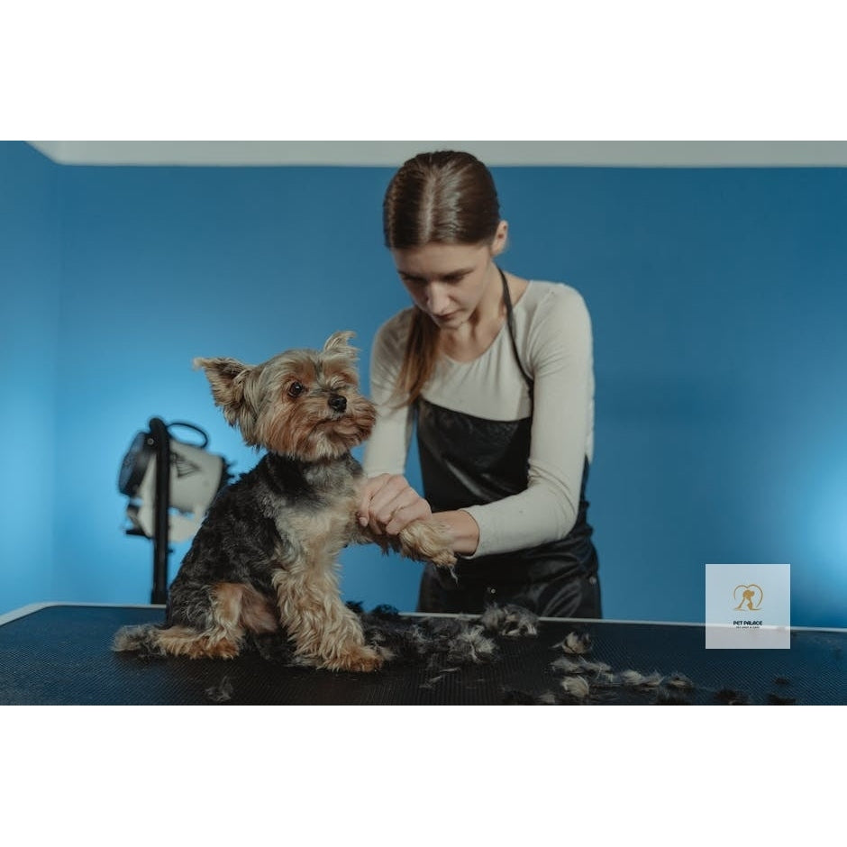 Dog grooming 