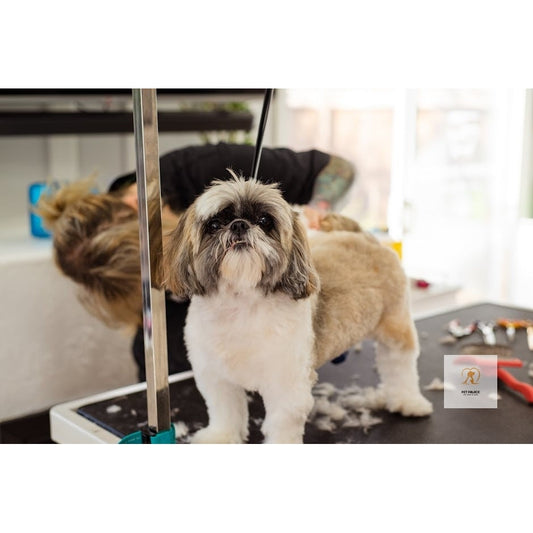 Clip It Right: Best Dog Grooming Clippers for Every Budget