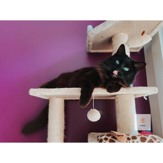 Finding the Perfect Cat Tree for Your Large Feline Friend