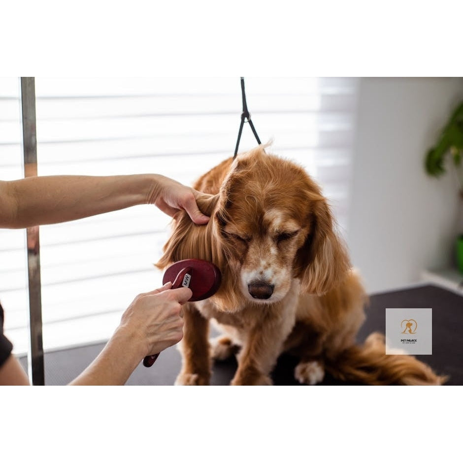 Groom Like a Pro: Best Dog Grooming Kits Reviewed