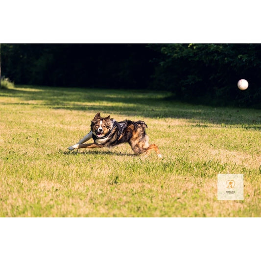 PetDroid Interactive Dog Ball: Durable Fun for Your Furry Friend