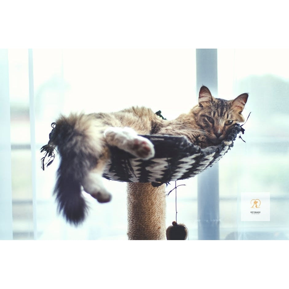 The Best Cat Trees According to Pet Owners