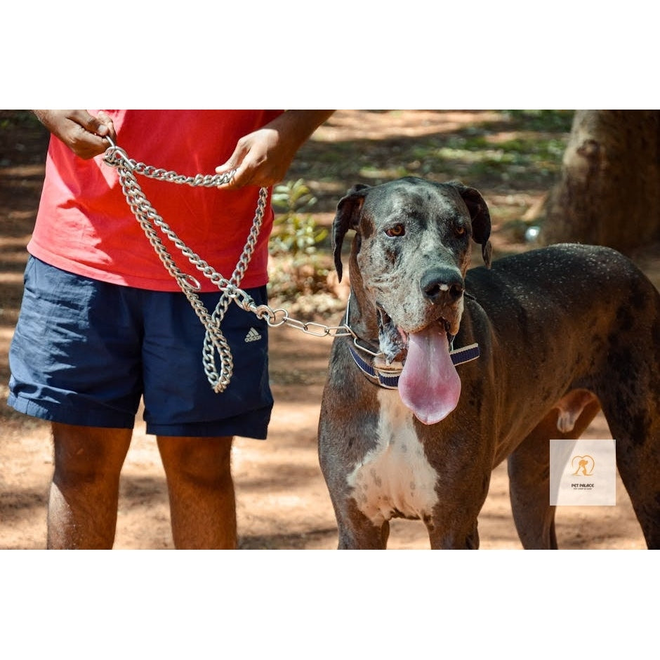 Thick Metal Dog Leashes: The Ultimate Guide for Large Dogs Pet palace shop