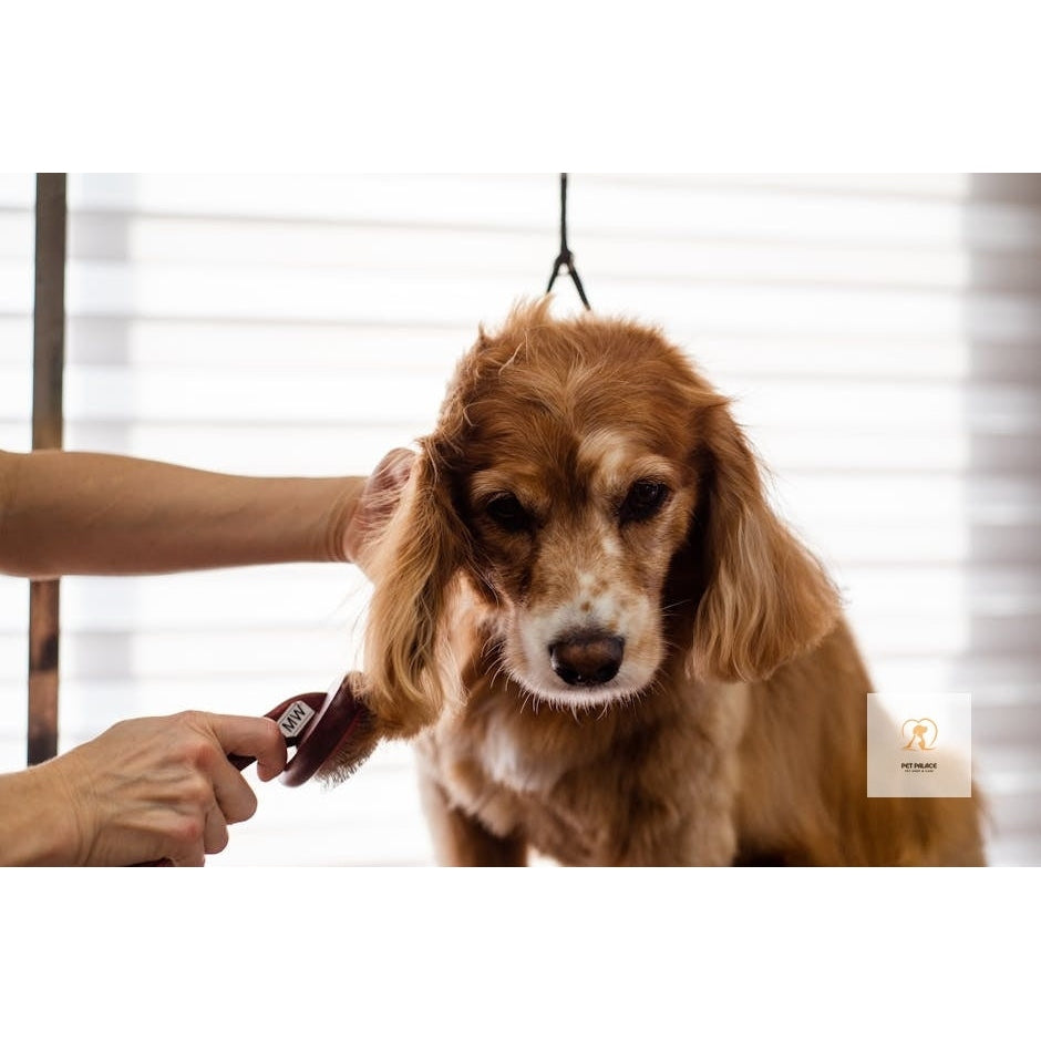 The Ultimate Guide to Choosing the Best Dog Grooming Brush Pet palace shop