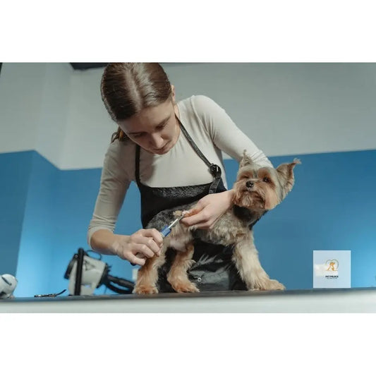 Grooming Essentials: Best Pet Grooming Tools You Need Pet palace shop