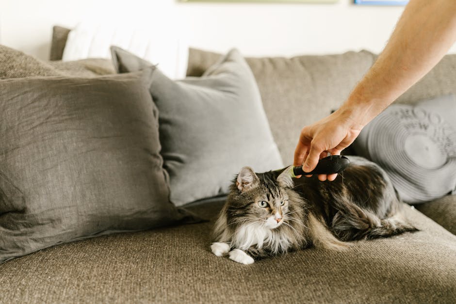 Kitten Grooming 101: Choosing the Best Brushes