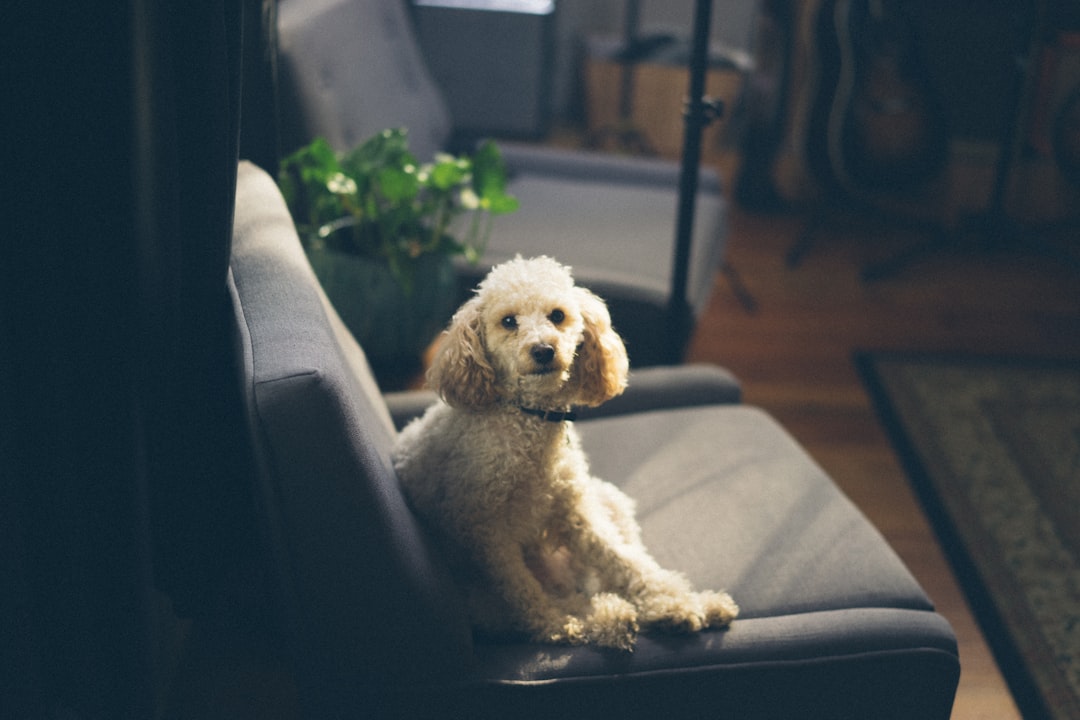 Fur-Free Furniture: Best Dog Hair Removers for Sofas