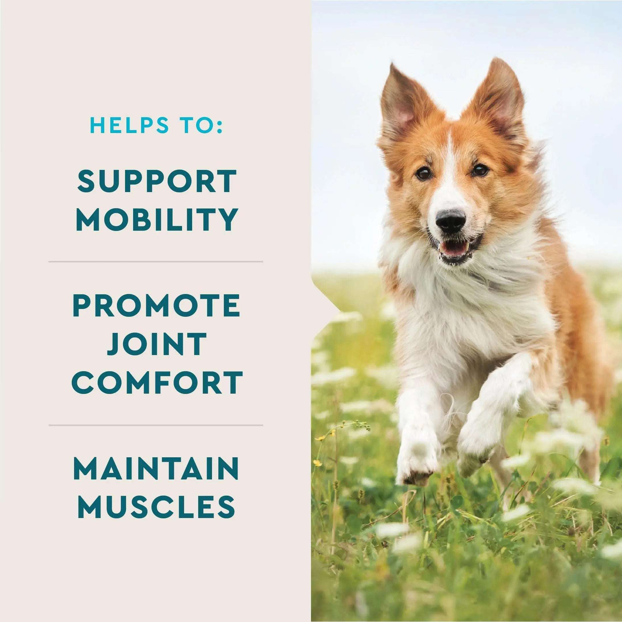 VetIQ Glucosamine Hip & Joint Supplement for Dogs, 180 Soft Chews, Dog Joint Support Supplement with MSM and Krill, Dog Health Supplies Large & Small Breed, Chicken Flavored Chewables Pet palace shop
