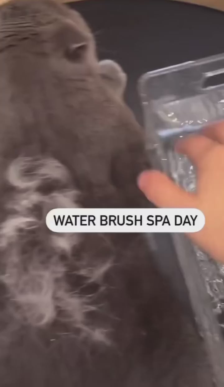 instagram_747910-fa.myshopify.com_1736874842945_.mp4